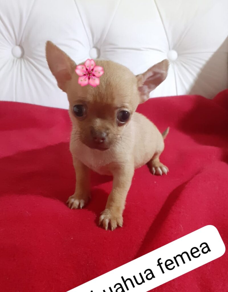 Imagem do WhatsApp de 2025-05-18 à(s) 18.15.56_3d86a5d3