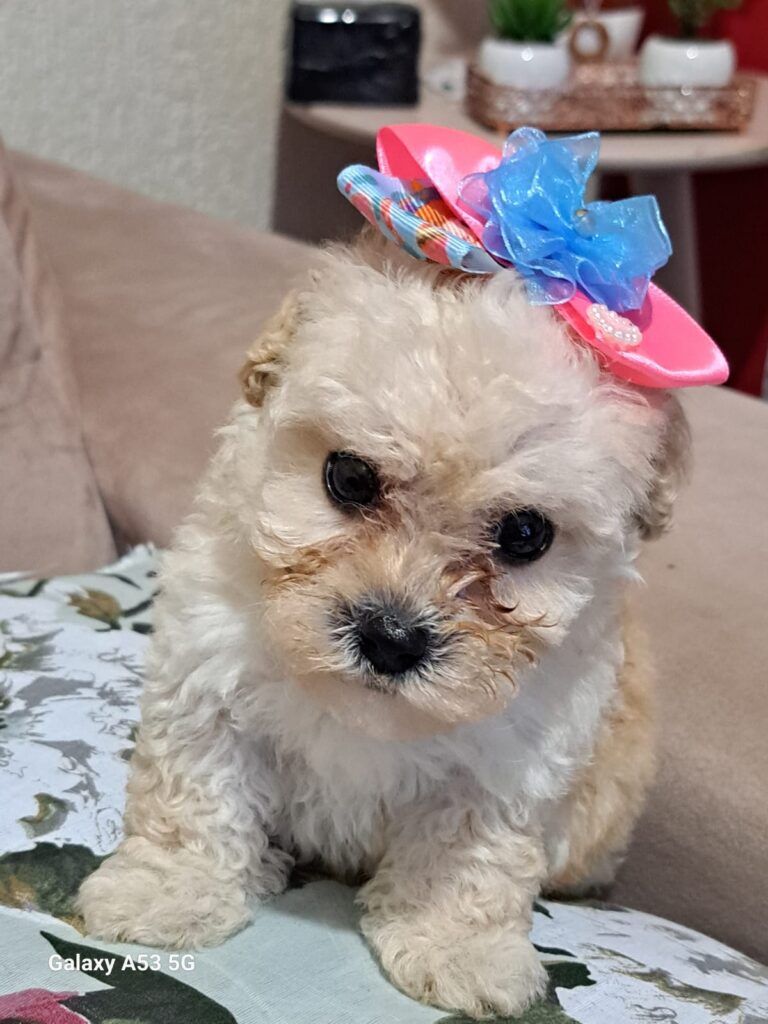 poddle