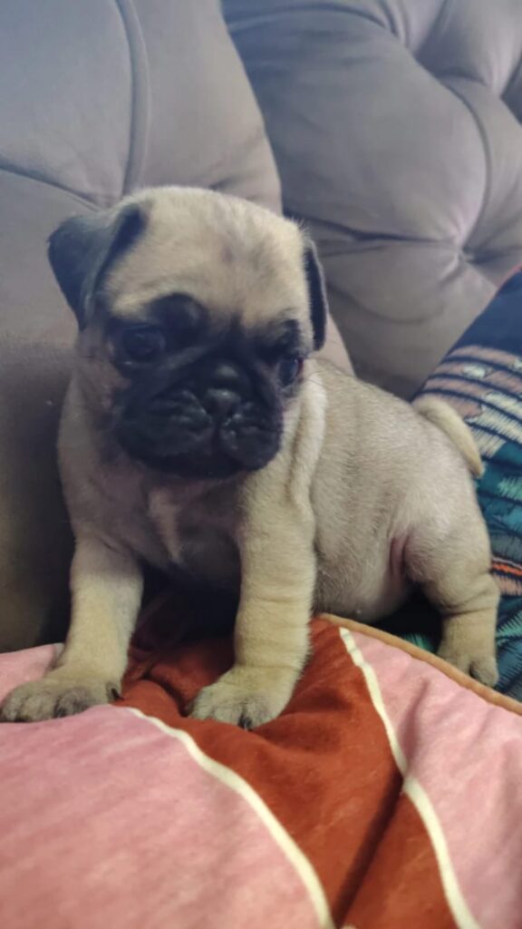 pug